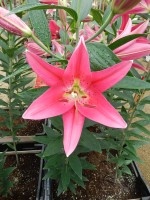 [5391 Viviana 2N VZ No02.JPG]